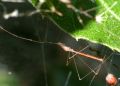 Apoplymus pectoralis